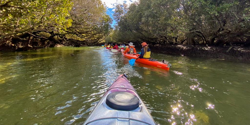 Adventure Kayaking - Dolphin Sanctuary Mangroves Tour - 1