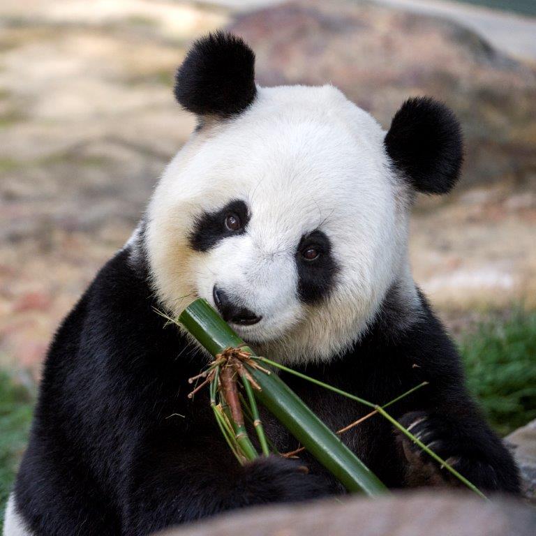 Adelaide Zoo - VIP Panda Exclusive tour - 1